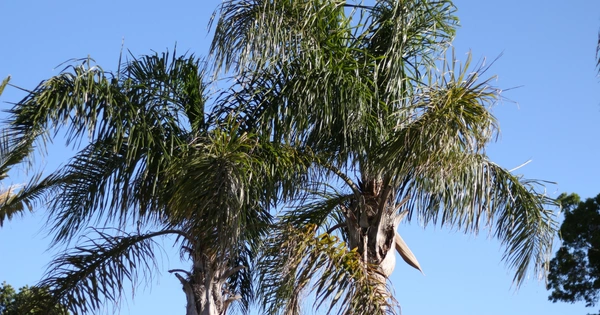 FurcoNZ Hotel 2025: Annoucement